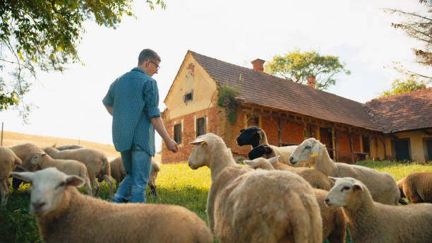 A male farmer in casual attire scatters feed, tending to his sheep on a sunny farm with pastoral charm.