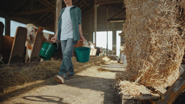 istock Caucasian Farmer Tending to Cows in Barn 2174755924
