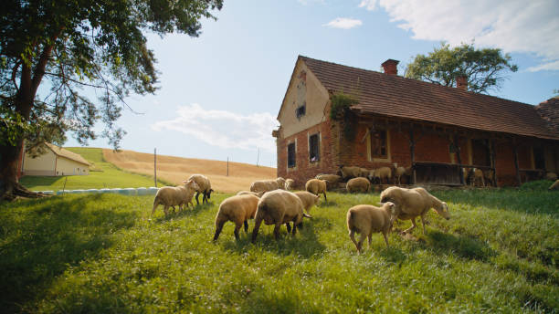 A farmer engages in daily care, feeding a diverse group of sheep near an old farmstead, surrounded by the lush landscape of the countryside.