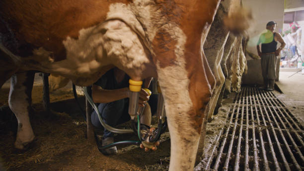 Senior men milking cow
