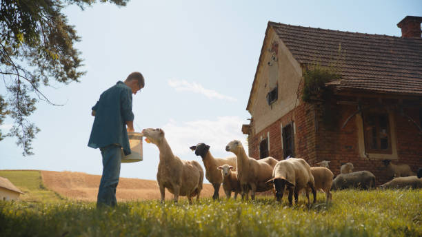 A man in work attire feeds a diverse group of sheep on a sunny farm, tools in hand, with a rustic building backdrop.