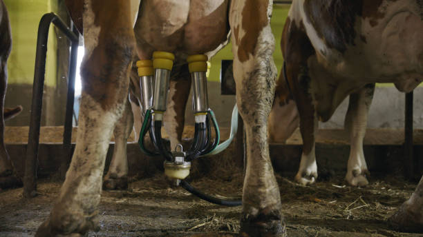 row of cows being milked