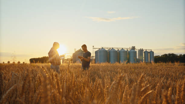 Tech-Savvy Farmers Analyzing Crop Data in Wheat Field at Dusk