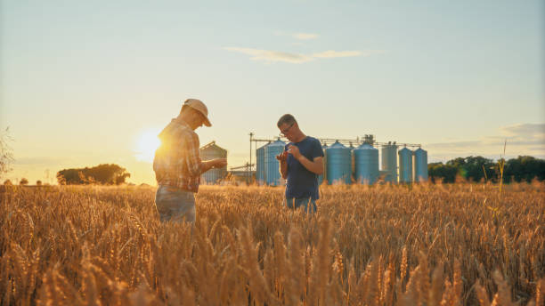 istock Caucasian Farmers Analyzing Crop Data on Tablet in Golden Wheat Field 2174756123