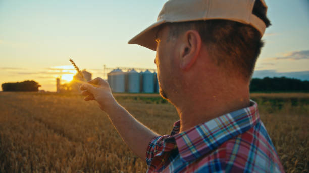istock Mature Farmer Evaluates Wheat Crop at Dusk 2174756194