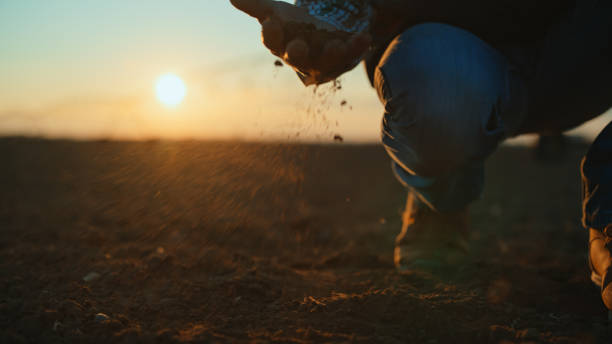 istock Caucasian Farmer Analyzing Soil in Field at Sunset 2174757602