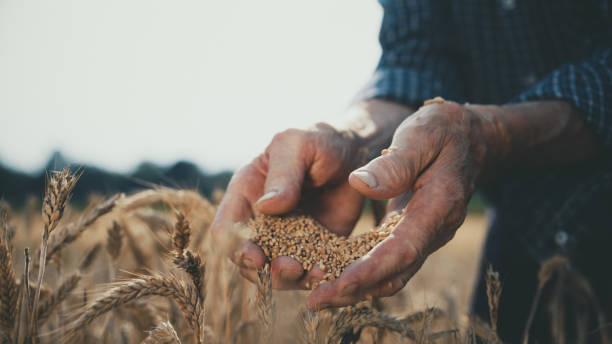 istock Elder Woman Grasping Wheat in Field 2174757647