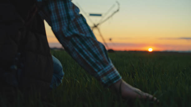 istock Caucasian Farmer Evaluates Wheat Field at Dusk 2174757648