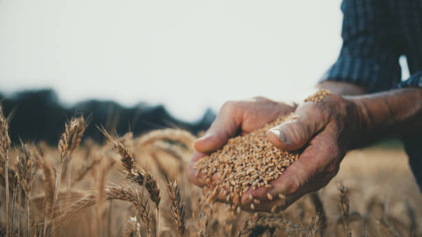 istock Elderly Hands Cradling Harvested Wheat in Field 2174757650