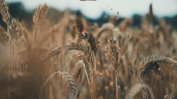 A close-up view of ripe wheat ears in an expansive agricultural field, indicating the peak season for harvesting this essential crop.