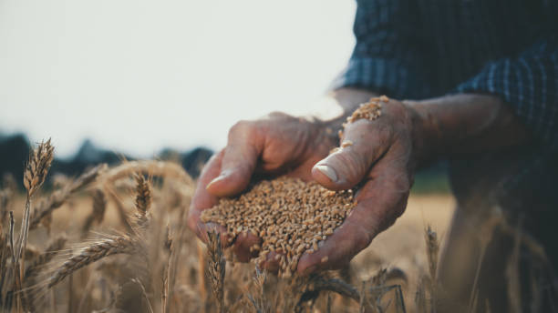 istock Elderly Hands Inspect Harvest in Wheat Field 2174757660