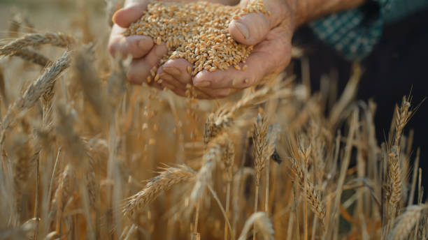 istock Elderly Hands Cradle Harvested Wheat in Field 2174757683