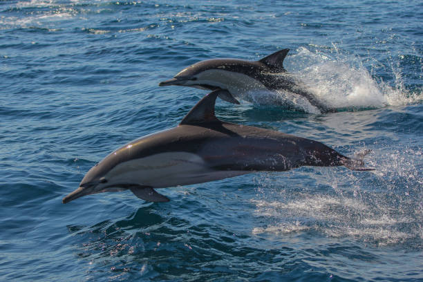 istock Porpoising Common Dolphin 2174758356