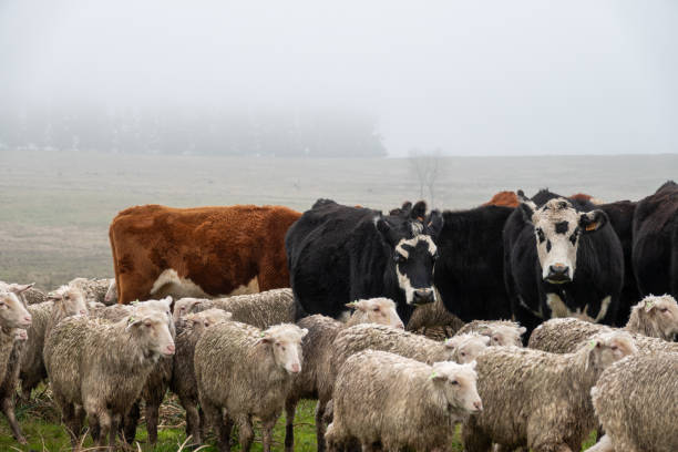 istock Hereford cow and sheep 2174761965