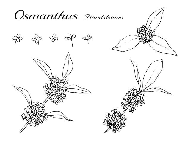 450+ Osmanthus Fragrans Stock Illustrations, Royalty-Free Vector