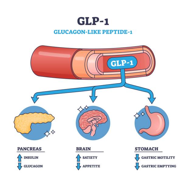 100개 이상의 Glp 1 스톡 사진, 그림 및 Royalty-Free 이미지 - iStock