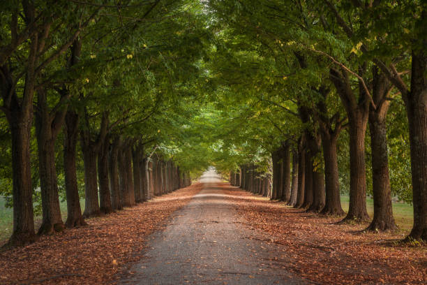 Tree tunnel walkway, linden trees. Tuscany region, Italy.