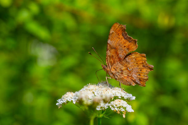 istock Polygonia c-album 2174767453