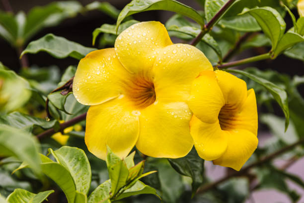 Butter Flowers - Rioja, Peru