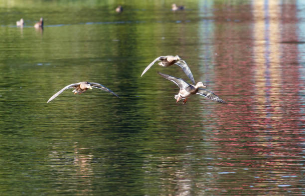 istock Three ducks flying over a body of water 2174772914