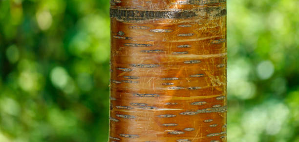 A tree trunk with a brown bark and green leaves. The bark is rough and has many lines