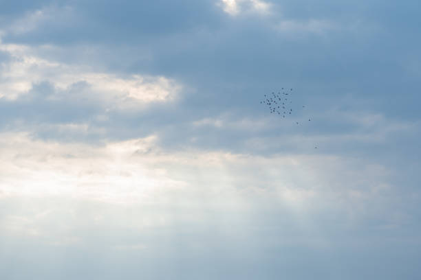 A bird murmuration forming in the early morning against a cloudy sky.