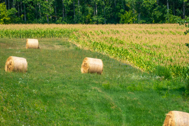 Hay bales in field