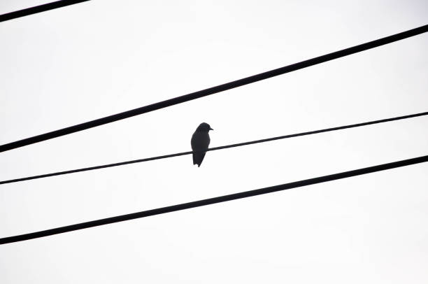 istock electricity wire and a bird in sky background 2174783321