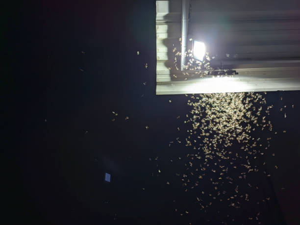 istock Alate or Flying TermitesFly close to the Lights 2174784103