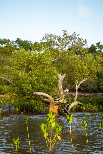 istock A mangrove forest by the ocean at sunset 2174784876