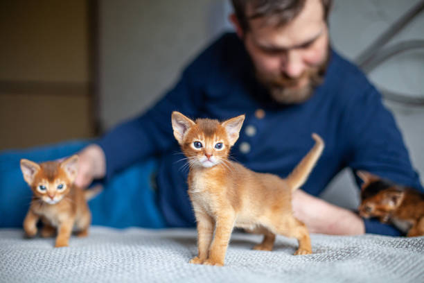 istock Man playing with  abyssinian kittens at home. Sorrel color. 2174787954