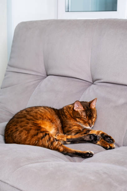 istock Brown cat peacefully sleeping on grey sofa in cozy home environment. 2174791257