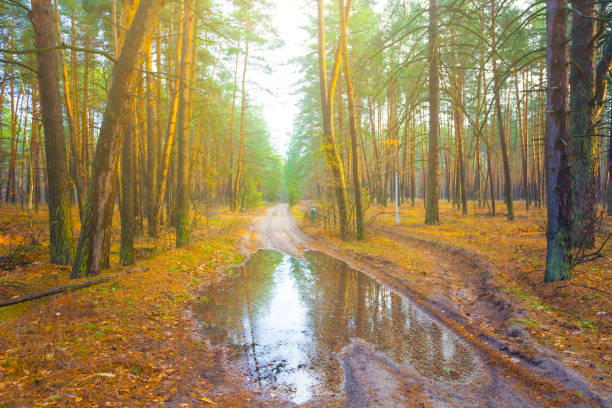 ground road with puddle through the wet autumn forest