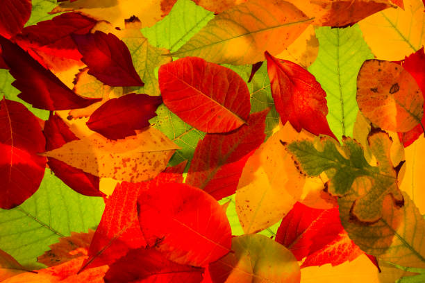 bright autumn red dry leaves beautiful natural background