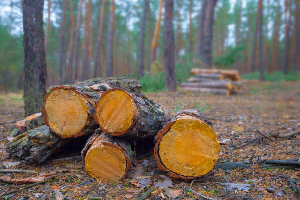 closeup heap of fir tree trunk on a forest glade