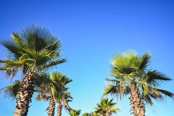 Palm trees close up in front of sky.