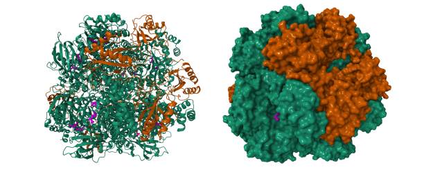 istock Activated spinach rubisco in complex with the product 3-phosphoglycerate (pink) 2174796928