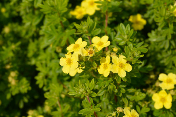 istock Shrubby Cinquefoil 2174798842