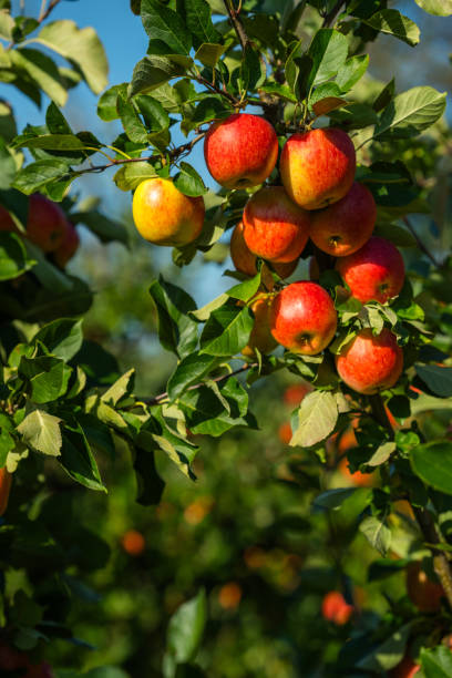 istock Red apples on tree ready to be harvested 2174803746