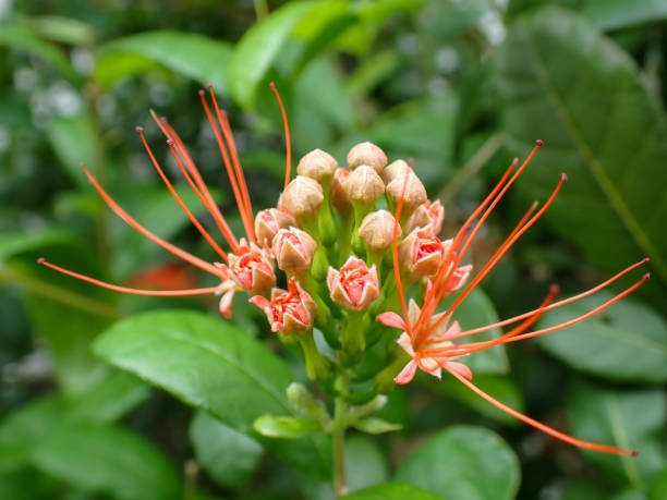 istock Ixora Cibdela Craib. Khem paa (Central); Khem doi, Khem taakai (Northern); Khem photsamaa (Pattani) 2174804601