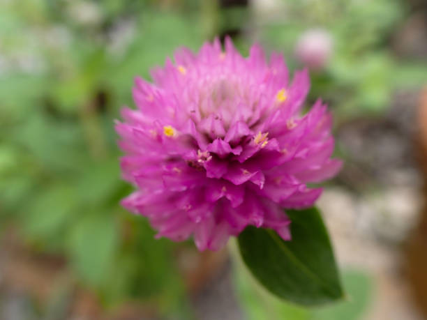 istock Globe amaranth or Gomphrena globosa, Globe Amaranth, Bachelor Button 2174805495