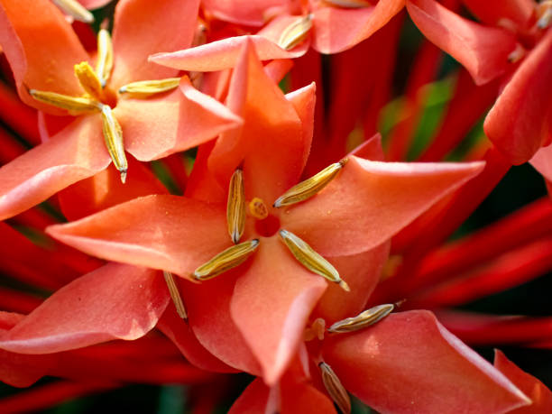 istock West Indian Jasmine.  Ixora chinensis Lamk., Ixora spp. 2174807990