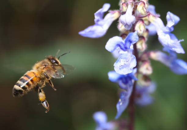 istock Honey Bee in Garden 2174808246