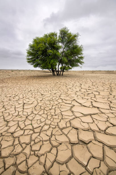 istock Environmental and global warming concepts, Live tree on dry and dead land. 2174809640