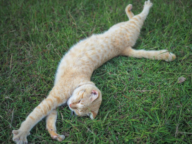 istock An orange cat is lying on the green grass. 2174812153
