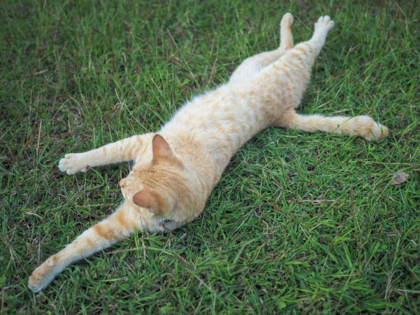 istock An orange cat is lying on the green grass. 2174812166