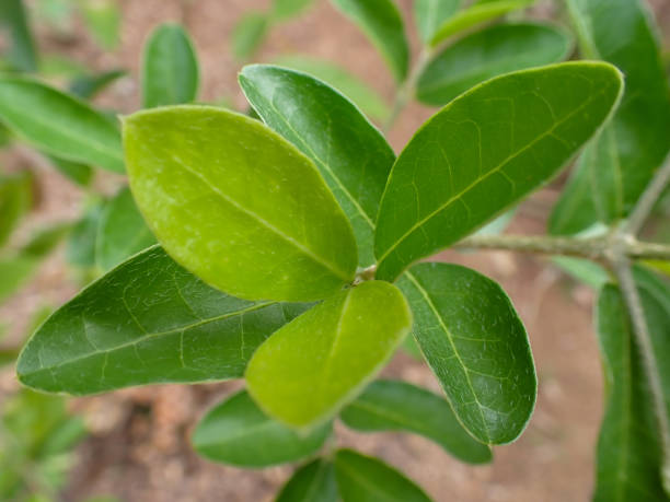 istock green leaves. Tropical green leaf texture background. Bengal Currant, Christ's Thorn . 2174814968