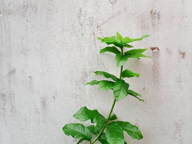 istock green leaves. Tropical green leaf texture background. 2174815446