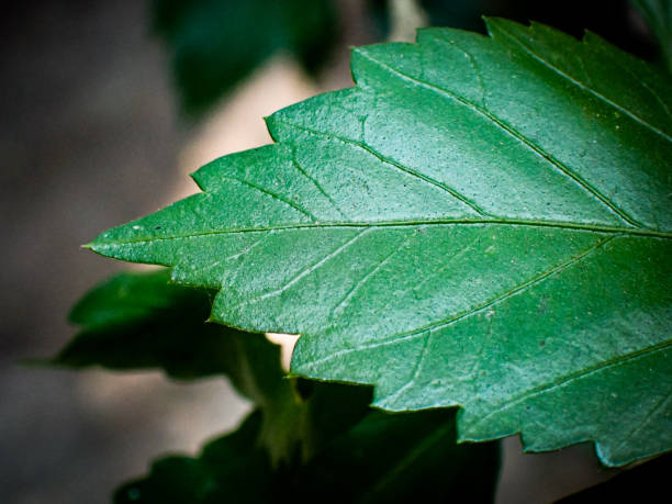 istock green leaves. Tropical green leaf texture background. 2174815704