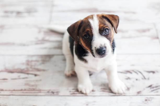 istock Cut puppy sitting on white floor 2174817941